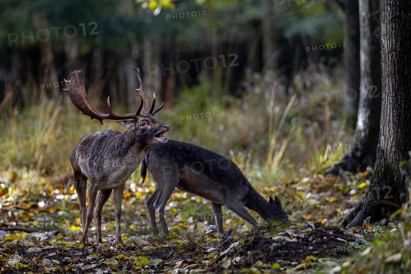 A fallow deer stands directly in the rut while the fallow deer (Dama dama) roars next to her, rut, mating season, deer rut, autumn, October, Germany