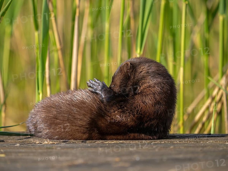 A mink grooming its fur