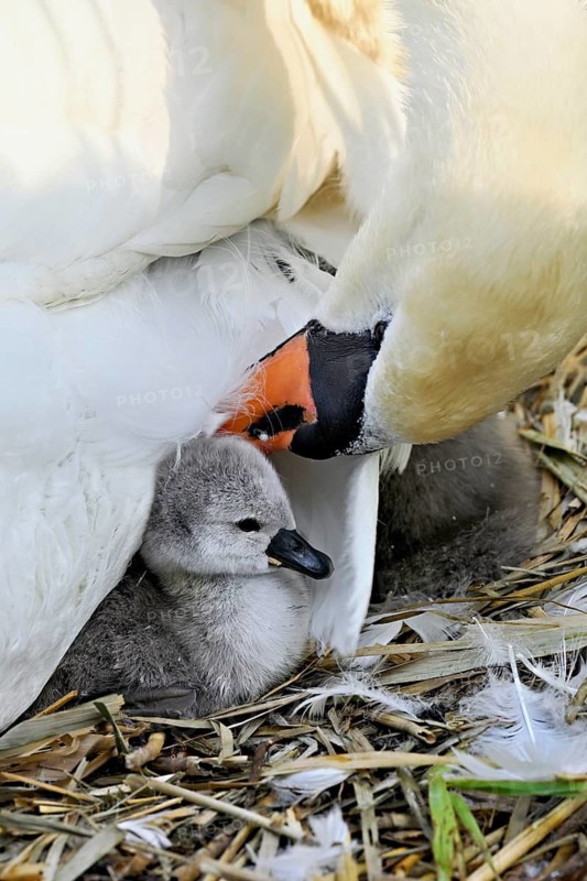 Mute swan (Cygnus olor), female with newly hatched chicks sitting on nest, Cham, Lake Zug, Canton Zug, Switzerland