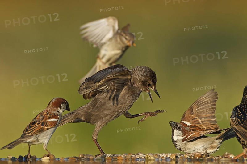 Common Starling & House Sparrow (Sturnus vulgaris & Passer domesticus), Rhineland-Palatinate, Germany