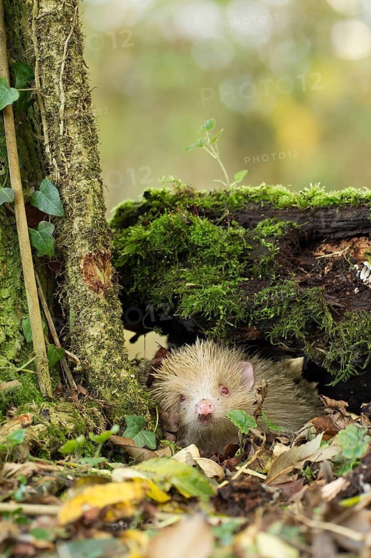 European hedgehog (Erinaceus europaeus) white albino adult animal in a woodland in the autumn, England, United Kingdom