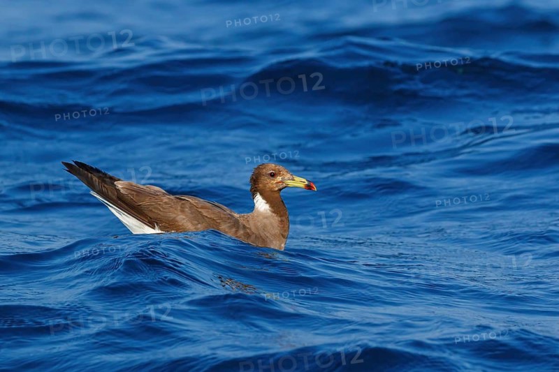 Hemprich's Gull, (Ichthyaetus hemprichii), (Larus hemprichii), Fish Eagle Gull Salalah, Mirbat, Dhofar, Oman