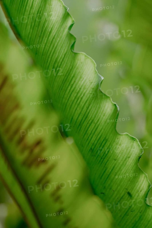 A detailed close-up image captures the rich green textures and natural patterns of an asplenium leaf. Its vibrant color and unique structure stand out beautifully
