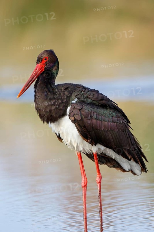 Black Stork (Ciconia nigra), Greece