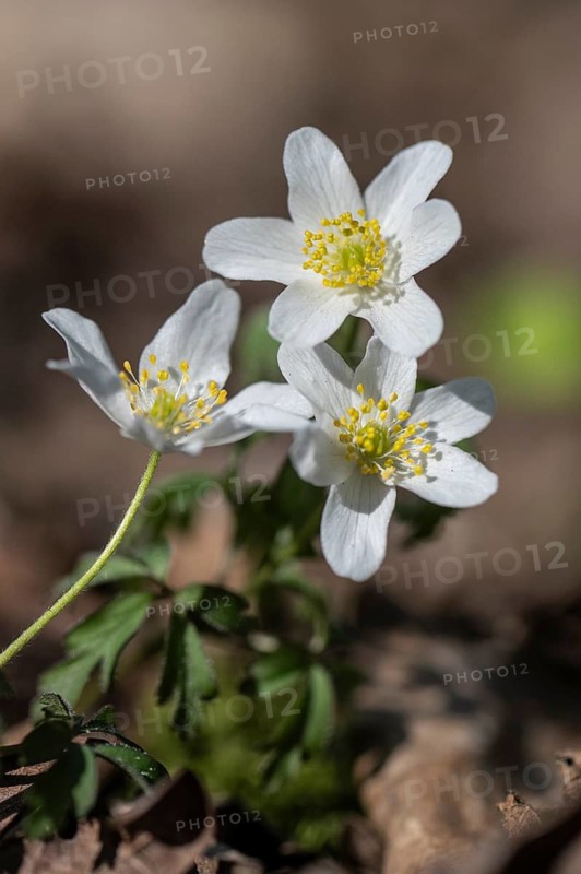 Wood anemone (Anemone nemorosa), Emsland, Lower Saxony, Germany