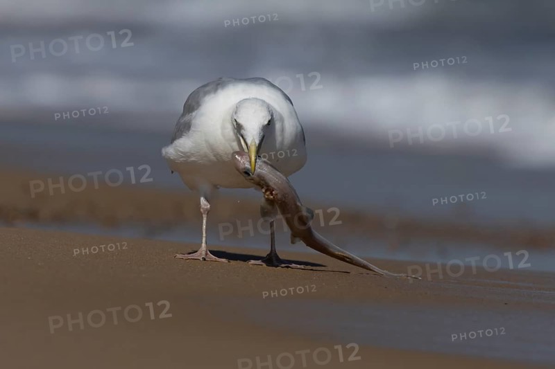 Herring gull (Larus argentatus) adult seagull bird feeding on a dogfish shark fish on a beach in summer, England, United Kingdom