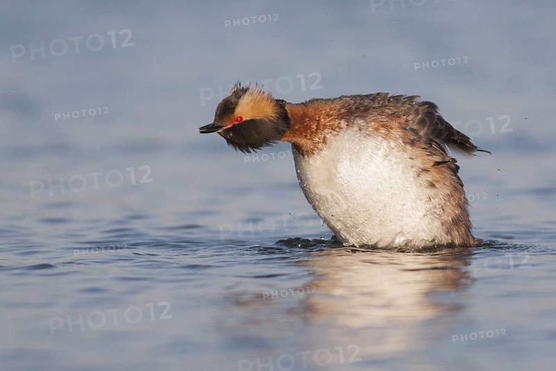 Horned Grebe (Podiceps auritus) male, California, USA