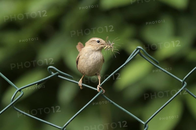 Eurasian Wren (Troglodytes troglodytes), Lower Saxony, Germany