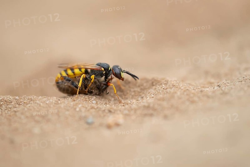 European bee wolf (Philanthus triangulum) adult solitary wasp insect carrying a Honey bee back to its burrow in a sand bank in summer, RSPB Minsmere nature reserve, Suffolk, England, United Kingdom