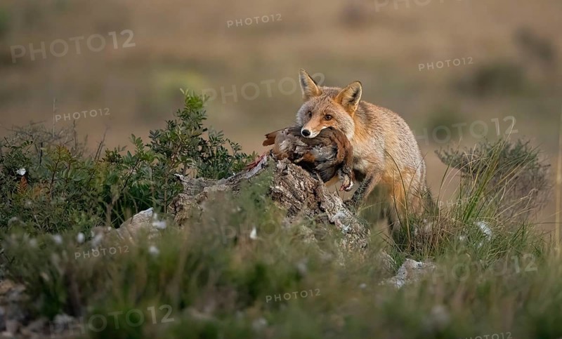 A red fox with its prey in its mouth, standing alert near a tree stump in a grassy field The image highlights the fox's hunting instincts and natural environment