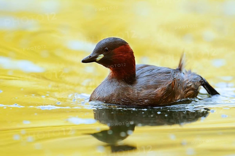 Little grebe (Tachybaptus ruficollis), North Rhine-Westphalia, Germany
