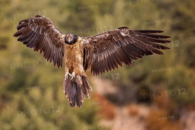 Bearded Vulture (Gypaetus barbatus) juvenile landing, Catalonia, Spain
