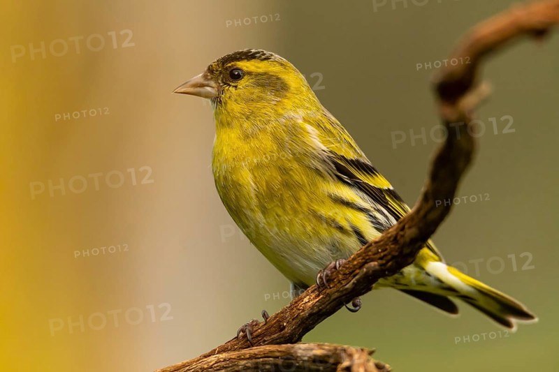 A vivid image showing a European siskin, Spinus spinus, resting on a twig against a blurred green background, highlighting its striking yellow plumage