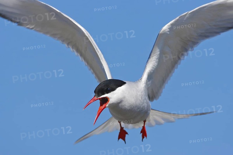 Arctic Tern (Sterna paradisaea) flying, Schleswig-Holstein, Germany