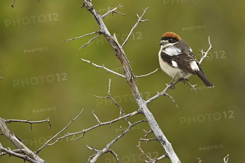 Woodchat Shrike (Lanius senator), Adyaman, Turkey
