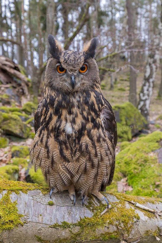 One Eurasian Eagle Owl, Bubo bubo, perched on a mossy log. Mossy rocks and a forest in the background