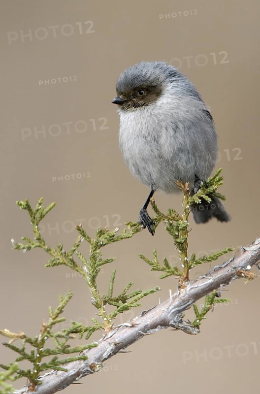 American Bushtit (Psaltriparus minimus), Texas, USA