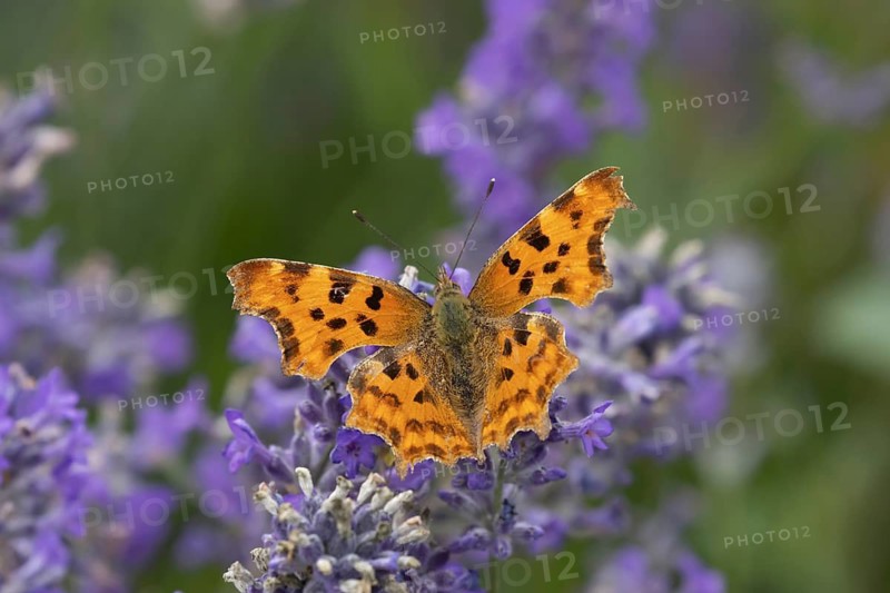 Comma butterfly (Polygonia c-album) adult insect feeding on garden Lavender flowers in summer, Somerset, England, United Kingdom