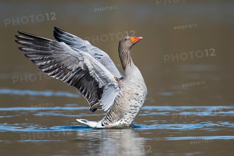Greylag Goose (Anser anser) flapping wings, Lower Saxony, Germany