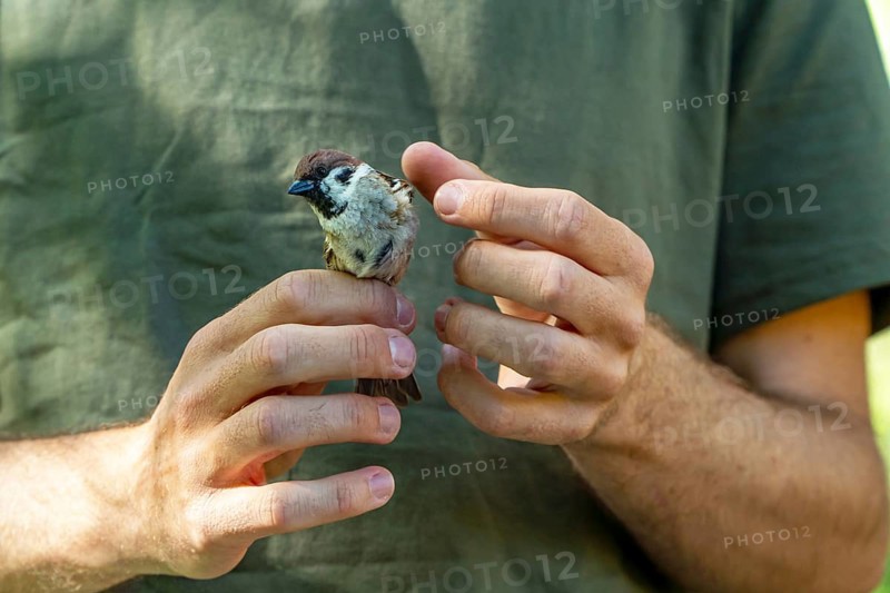 Cropped unrecognizable image of a biologist examining a tree sparrow for health checks during scientific bird ringing, contributing to ecosystem sustainability and conservation