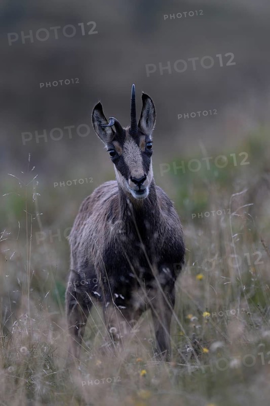 Chamois (Rupicapra rupicapra), Vosges, France