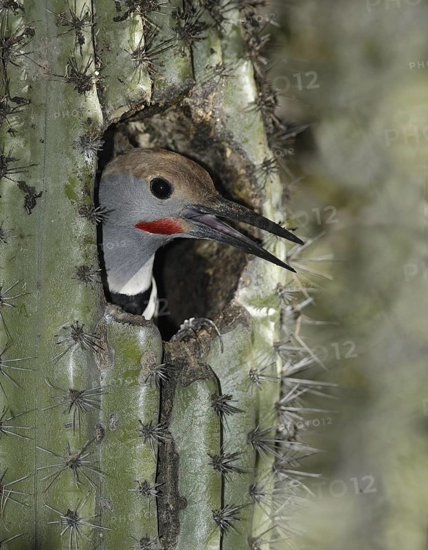 Northern Flicker (Colaptes auratus), Arizona, USA
