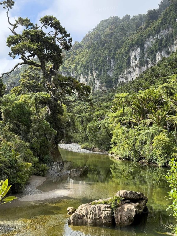 Gorge with green trees and palm trees on the Pororari River Track, Paparoa National Park, South Island, New Zealand, Oceania