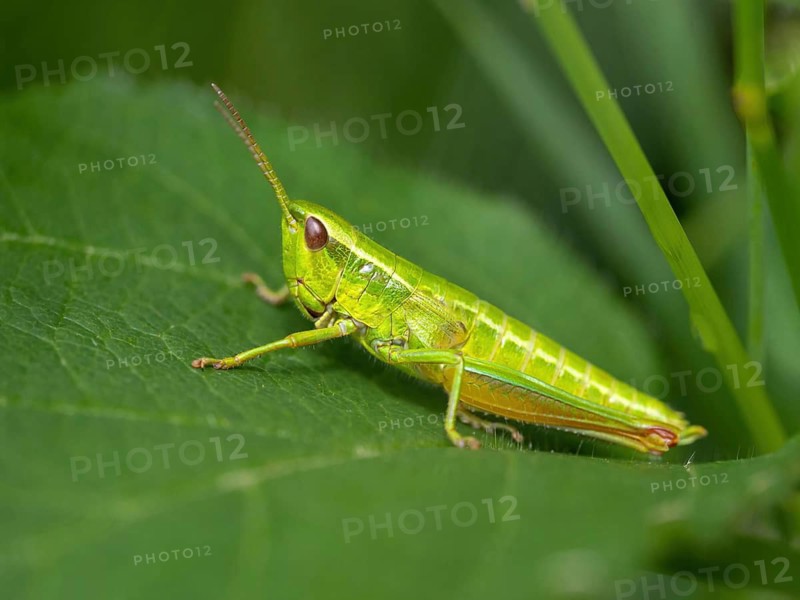 Small gold grasshopper, (Euthystira brachyptera), CChrysochraon brachyptera), grasshopper, short-fingered grasshopper, insect, macro, Black Forest, Feldberg region, Baden-Württemberg, Germany