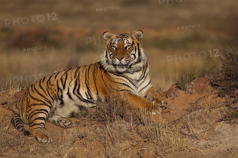 Bengal Tiger (Panthera tigris) male lying on hill, captive, Philippolis, South Africa