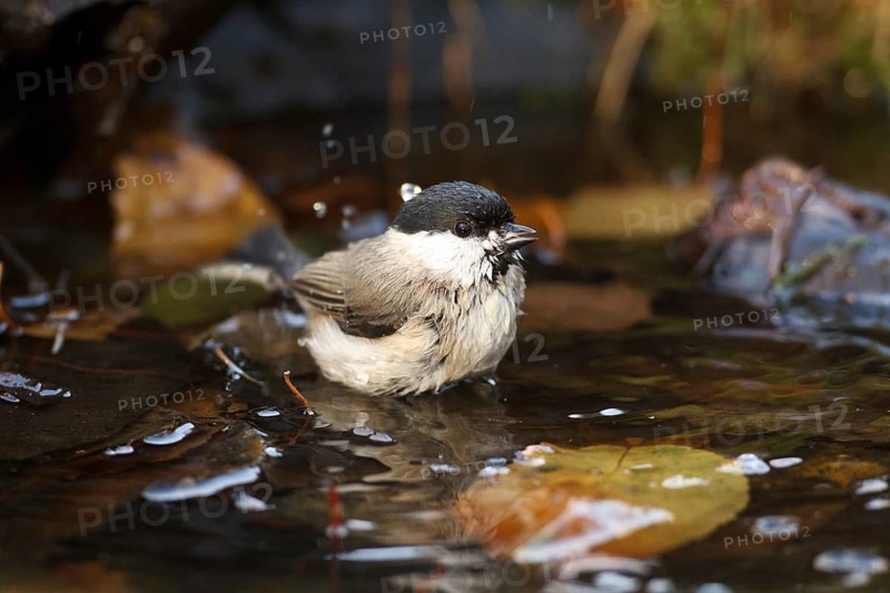 Marsh Tit (Poecile palustris) bathing, Rhineland-Palatinate, Germany