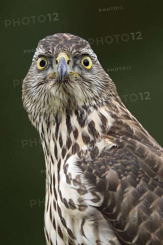 Northern Goshawk (Accipiter gentilis) juvenile, Lower Saxony, Germany