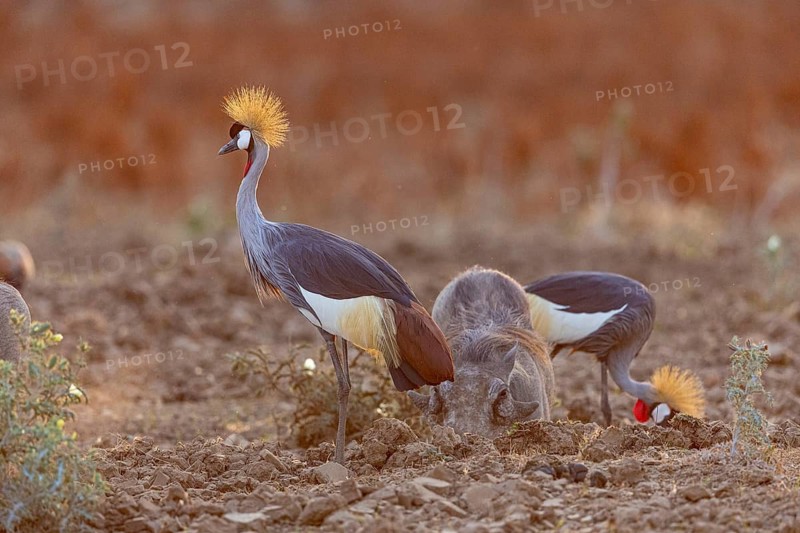Crowned Crane (Balearica regulorum) and Worthog searching food South Luangwa NP Zambia August