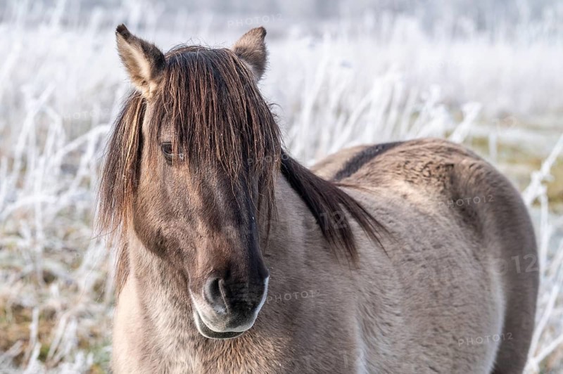 Horse in the foreground on a frosty pasture in diffuse light, Konik, Konik horse, Konik pony (Equus caballus gemelli), winter, landscape conservation in a nature reserve, grazing project, nature conservation, grassland management, Lower Saxony, Germany