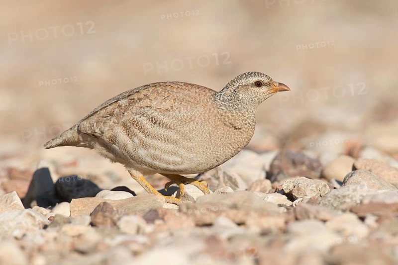 Sand Partridge (Ammoperdix heyi) female, Eilat, Israel