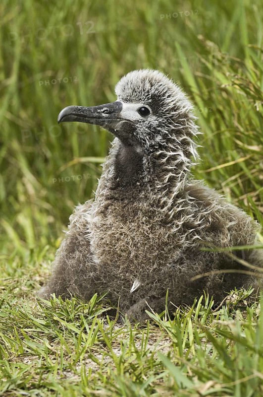 Laysan Albatross (Phoebastria immutabilis), Hawaii, USA