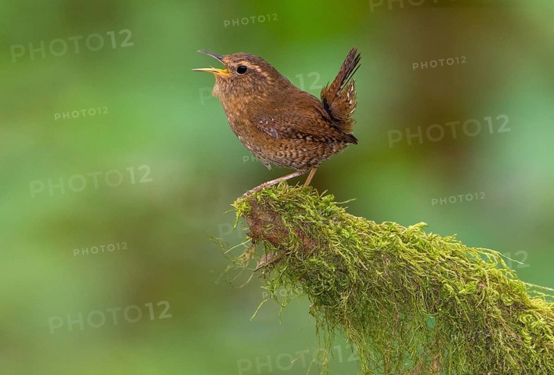Pacific Wren (Troglodytes pacificus) singing, British Columbia, Canada