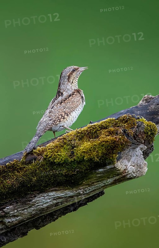 Eurasian Wryneck (Jynx torquilla), Hesse, Germany