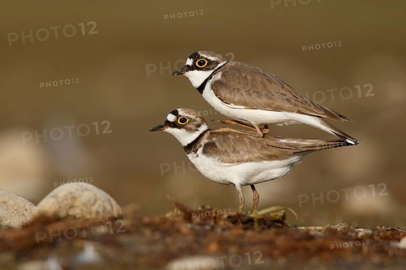 Little Ringed Plover (Charadrius dubius) pair mating, North Rhine-Westphalia, Germany