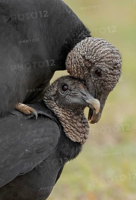 Black Vulture (Coragyps atratus), Texas, USA