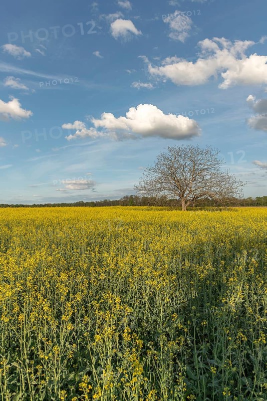 A field with yellow flowers and a tree in the centre. The sky is blue with some clouds. Bas Rhin, Alsace, France