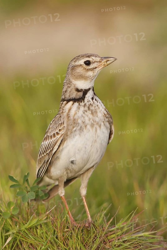 Calandra Lark (Melanocorypha calandra), Ankara, Turkey