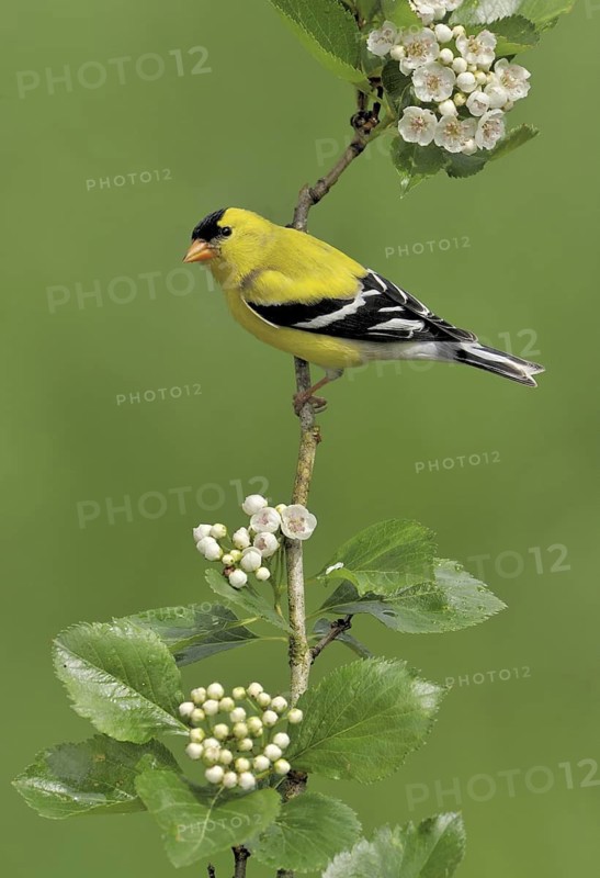 American Goldfinch (Spinus tristis) male, British Columbia, Canada