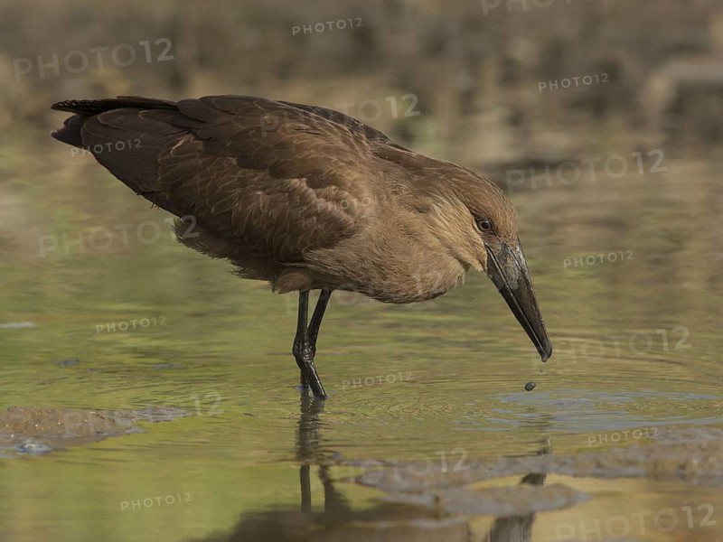 Hamerkop (Scopus umbretta), Gambia