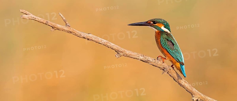 Kingfisher, (Alcedo atthis), animals, birds, kingfisher family, perch, biotope, habitat, Lahavot HaBashan Fish Ponds, Hula Valley, Northern District, Israel
