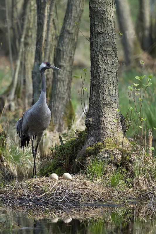 Common Crane (Grus grus) nest, Mecklenburg-Western Pomerania, Germany