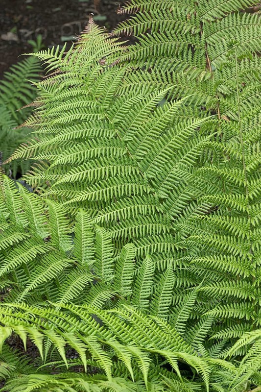Australian pocket fern (Balantium antarcticum), Germany