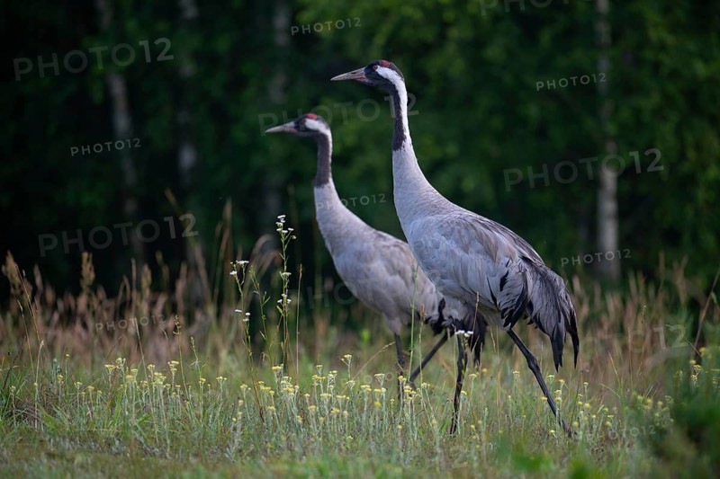 European crane (Grus grus), cranes, pair in forest clearing, Podlaskie Voivodeship, Poland
