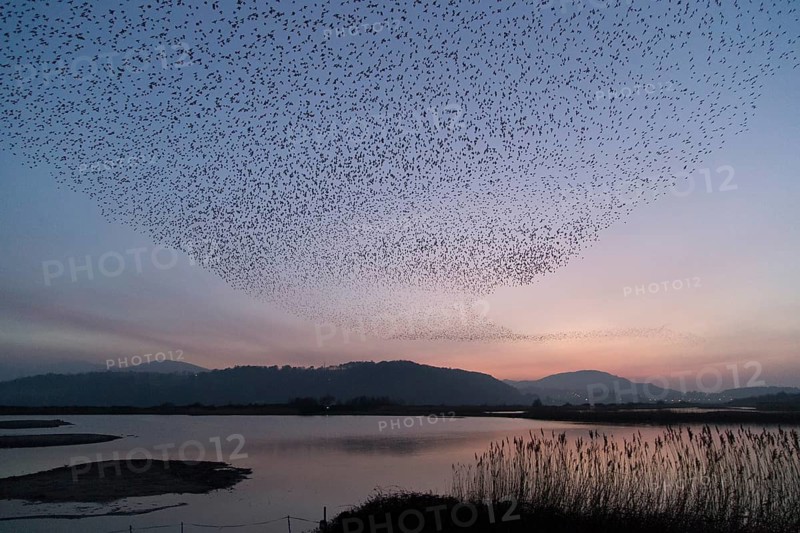 Common Starling (Sturnus vulgaris) huge flock flying in formation, Wales, United Kingdom