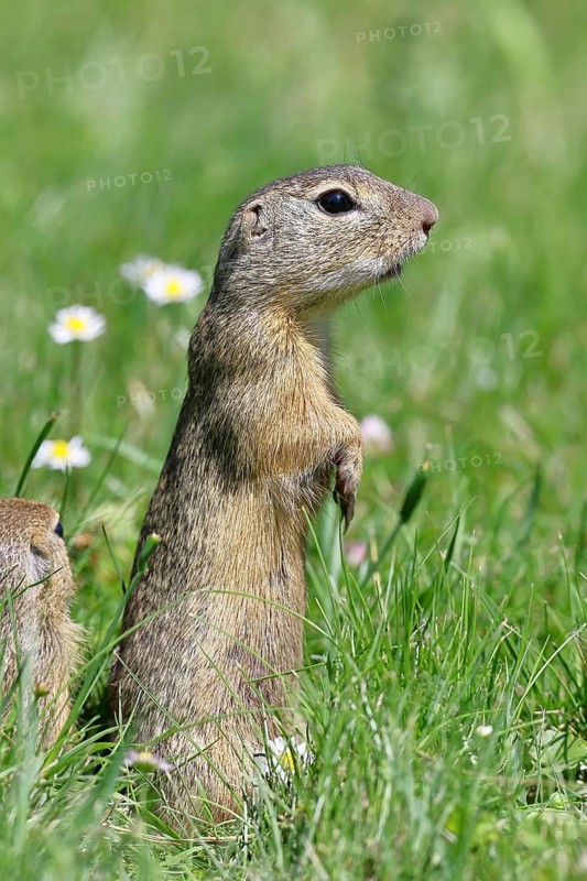 European ground squirrel (Spermophilus citellus) looking out of its burrow with curiosity and interest, Lake Neusiedl National Park, Burgenland, Austria