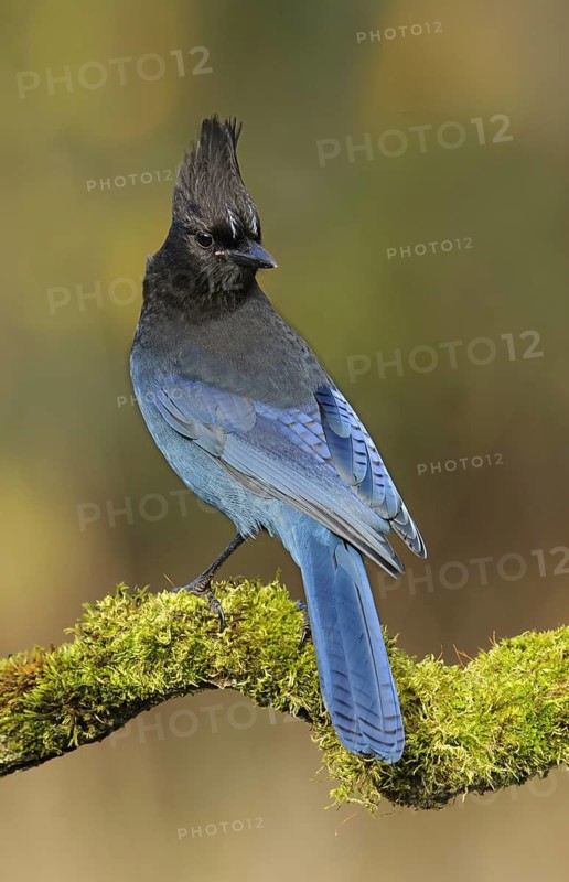 Steller's Jay (Cyanocitta stelleri), British Columbia, Canada